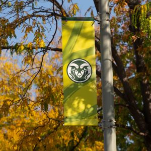 Picture of the CSU ram's head logo on a vertical banner on campus during fall